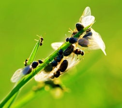 Flying Ants